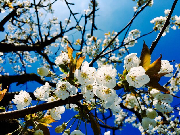 Low angle view of cherry blossoms