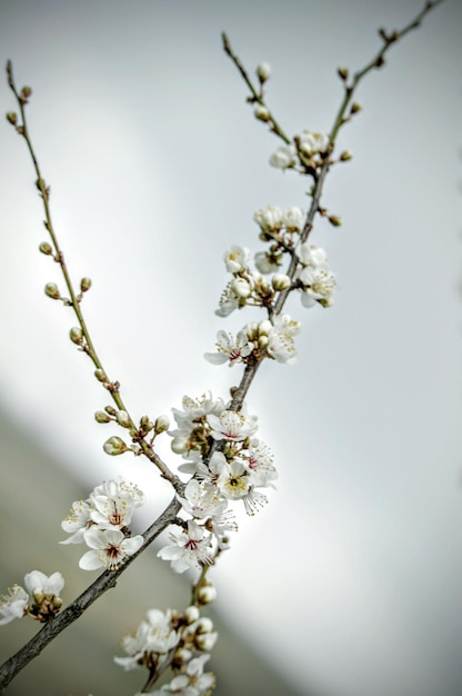 low angle view of cherry blossoms