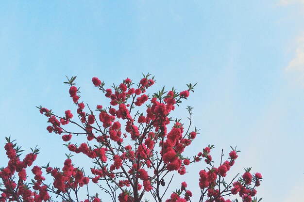 Foto vista a bassa angolazione dei fiori di ciliegio