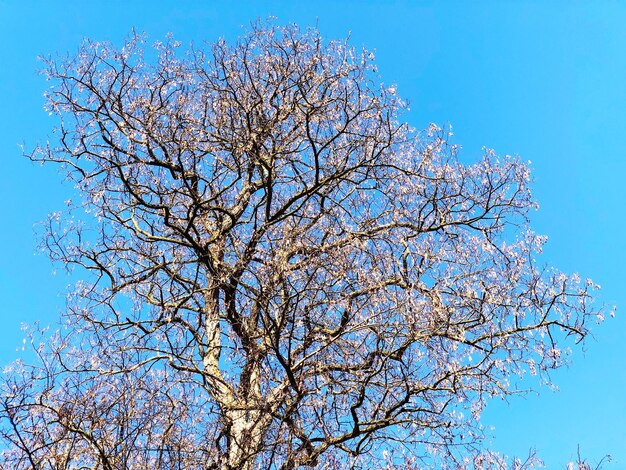 Low angle view of cherry tree against blue sky