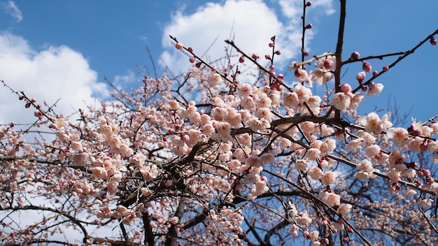 空に照らされた桜の低角度の景色