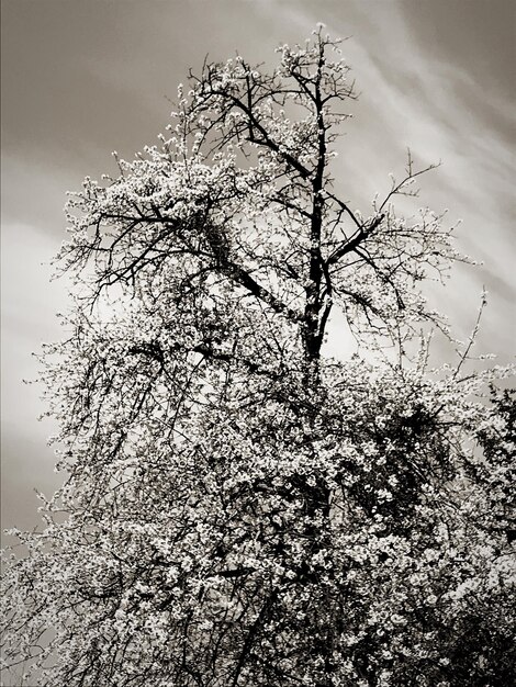 Low angle view of cherry tree against sky