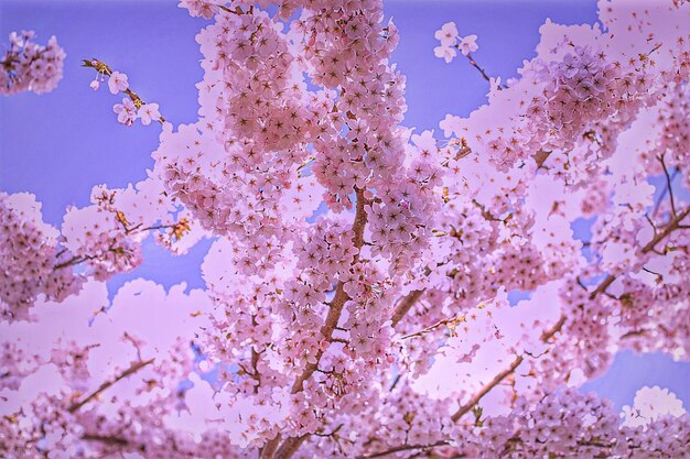 Low angle view of cherry tree against sky