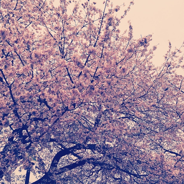 Foto vista a basso angolo degli alberi di ciliegio