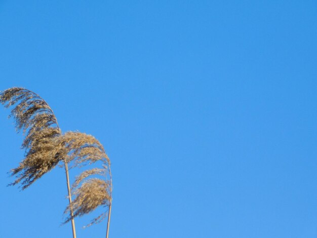 Low angle view of clear blue sky