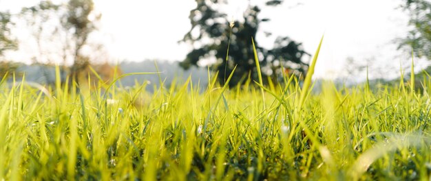 Low angle view of close up green grass landscape