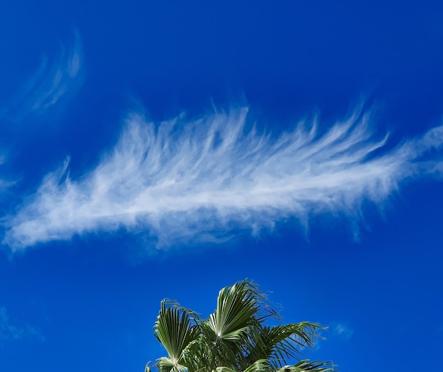 青い空と白い雲のオブジェクトに対してココナッツのナツメヤシの低角度のビュー