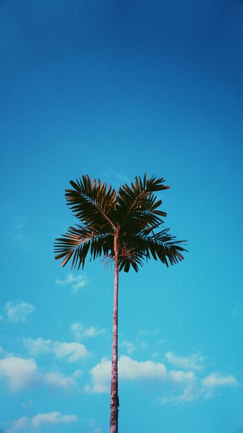 Low angle view of coconut palm tree against blue sky