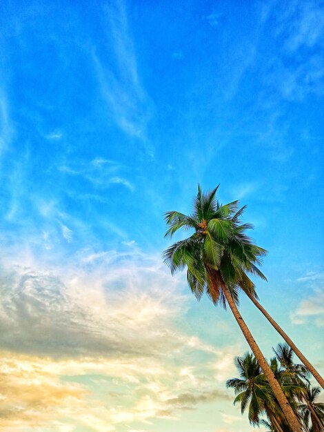 Low angle view of coconut palm tree against blue sky