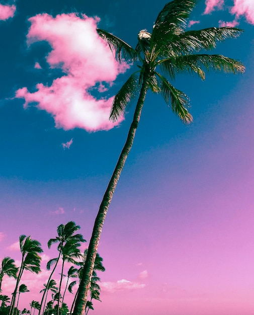 青い空を背景にココナッツのナツメヤシの低角度の景色