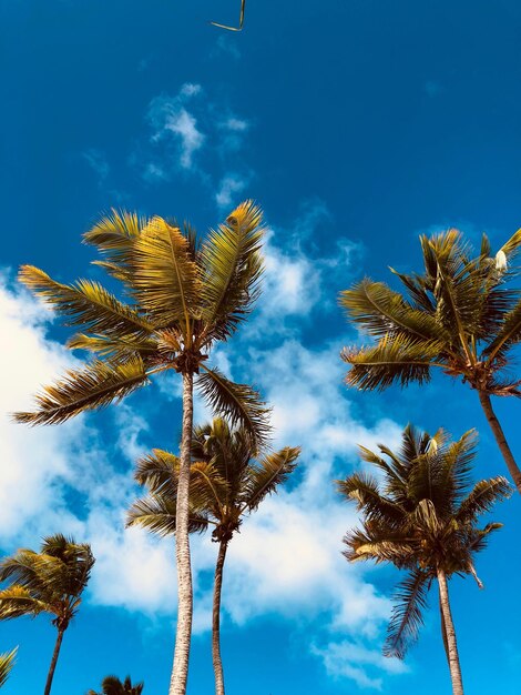 Low angle view of coconut palm tree against blue sky