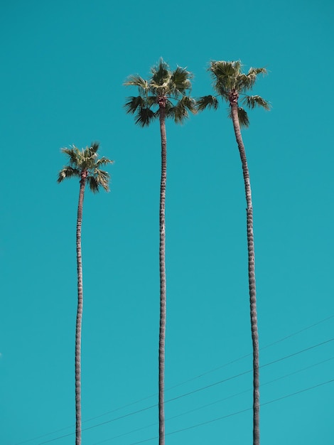 Photo low angle view of coconut palm tree against blue sky