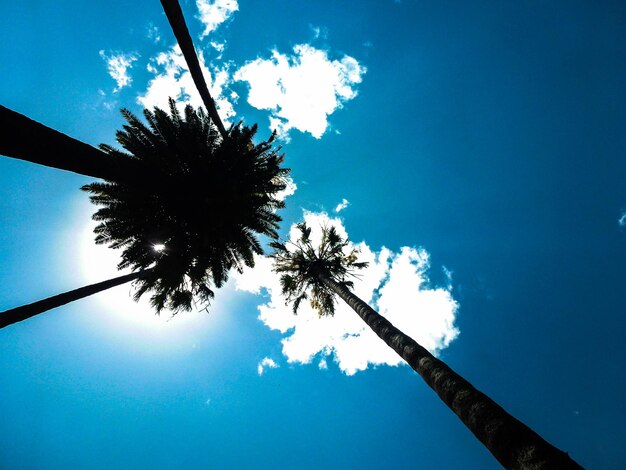 Low angle view of coconut palm tree against blue sky