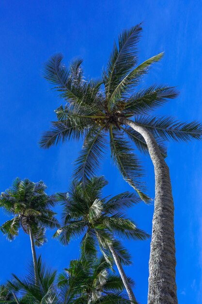 Low angle view of coconut palm tree against blue sky