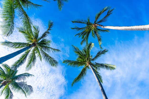 Low angle view of coconut palm tree against blue sky