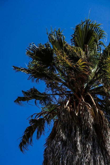 Low angle view of coconut palm tree against clear blue sky