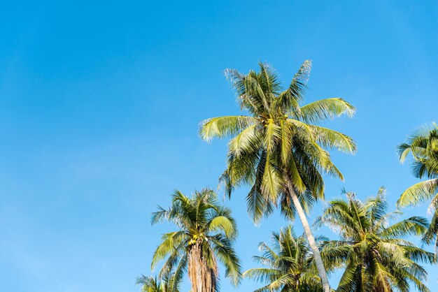 Low angle view of coconut palm tree against clear blue sky