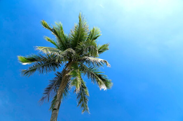 Low angle view of coconut palm tree against clear blue sky