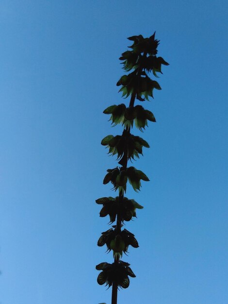 Low angle view of coconut palm tree against clear blue sky