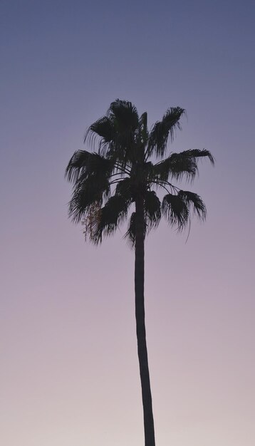 Low angle view of coconut palm tree against clear sky