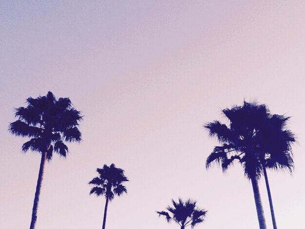 Low angle view of coconut palm tree against clear sky