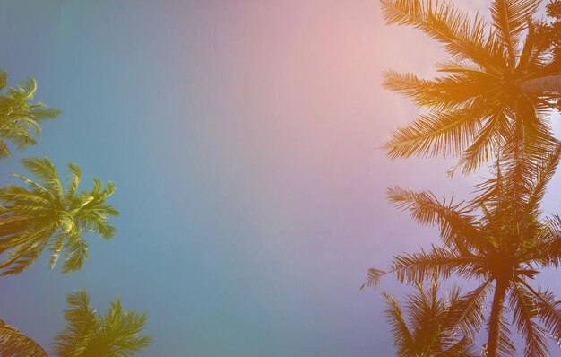 Low angle view of coconut palm tree against clear sky