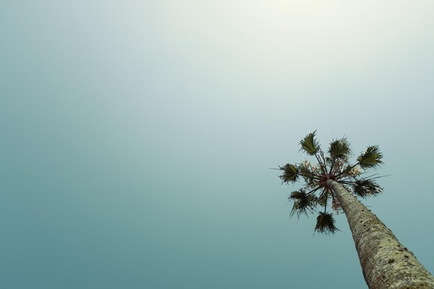 Low angle view of coconut palm tree against clear sky