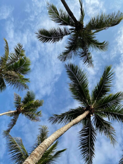 Low angle view of coconut palm tree against sky