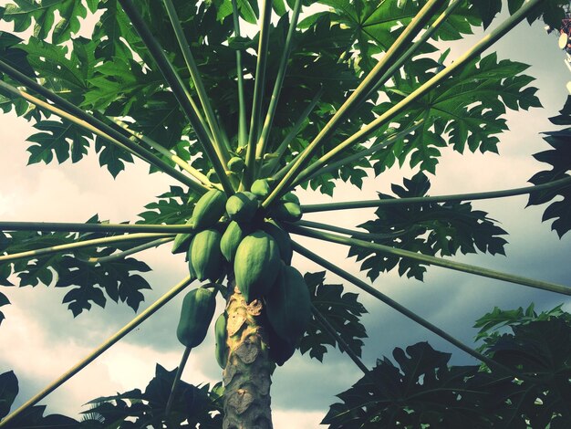 Low angle view of coconut palm tree against sky