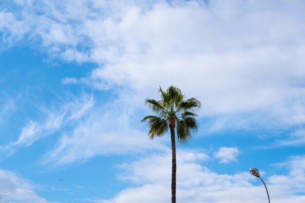 Low angle view of coconut palm tree against sky