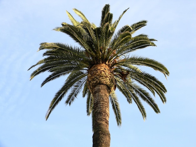 Foto vista a bassa angolazione della palma da cocco contro il cielo