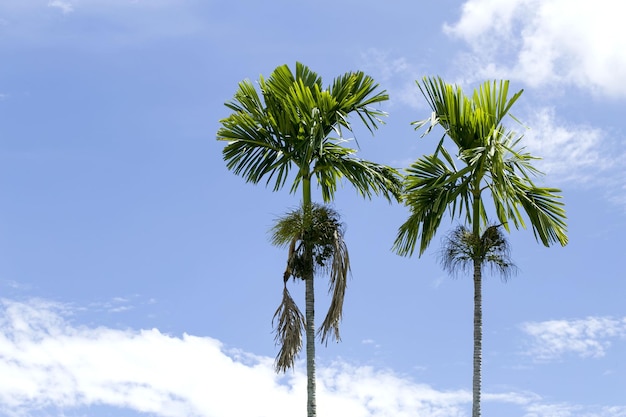 Foto vista a bassa angolazione della palma da cocco contro il cielo