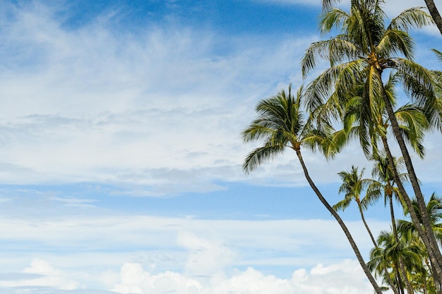 Photo low angle view of coconut palm tree against sky