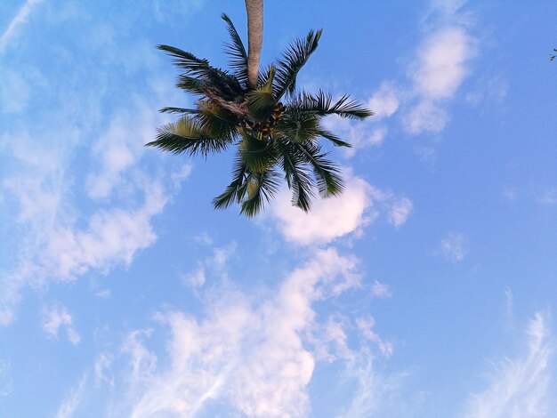 Low angle view of coconut palm tree against sky