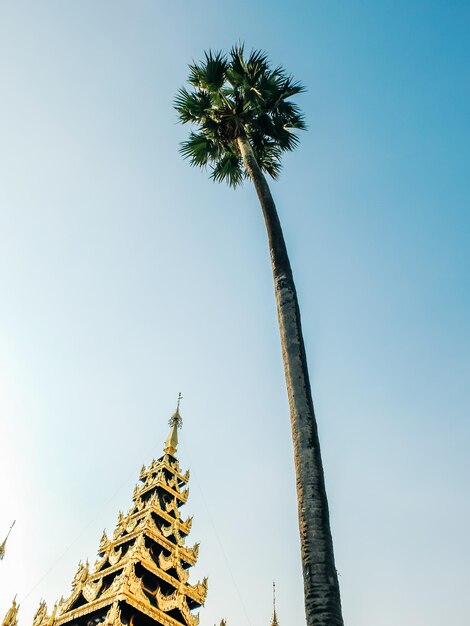 Low angle view of coconut palm tree against sky