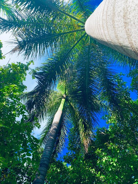 Low angle view of coconut palm tree against sky