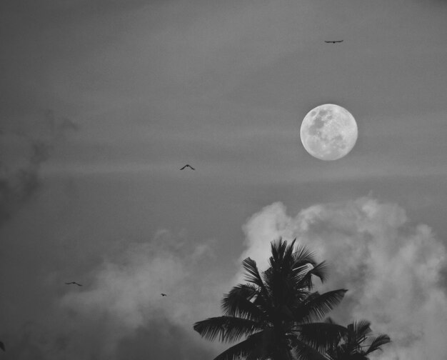 Photo low angle view of coconut palm tree against sky