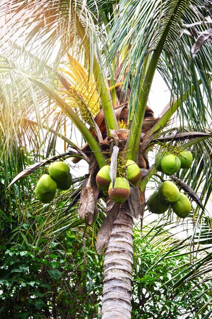 Photo low angle view of coconut palm tree