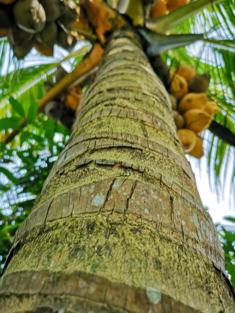 Foto vista a basso angolo della palma da cocco