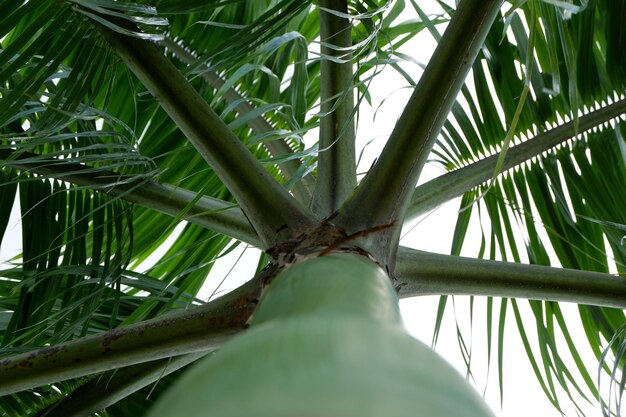 Low angle view of coconut palm tree