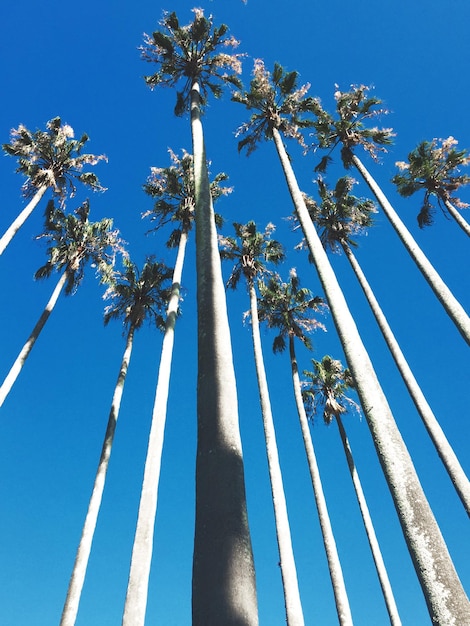 Low angle view of coconut palm trees against blue sky