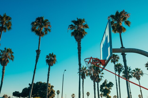 Foto vista a bassa angolazione delle palme da cocco contro il cielo blu