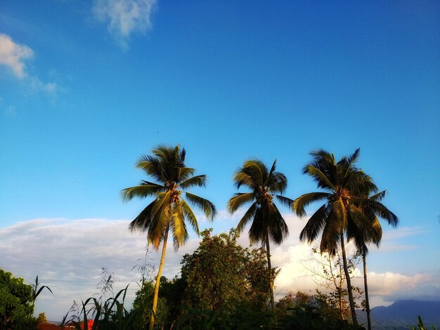 Low angle view of coconut palm trees against blue sky