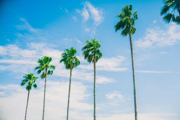 Low angle view of coconut palm trees against blue sky