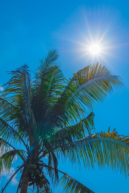 Low angle view of coconut palm trees against blue sky