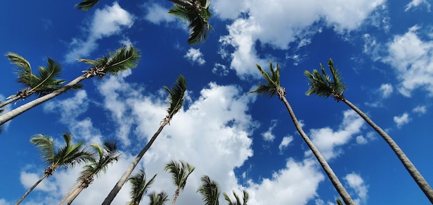 Photo low angle view of coconut palm trees against blue sky