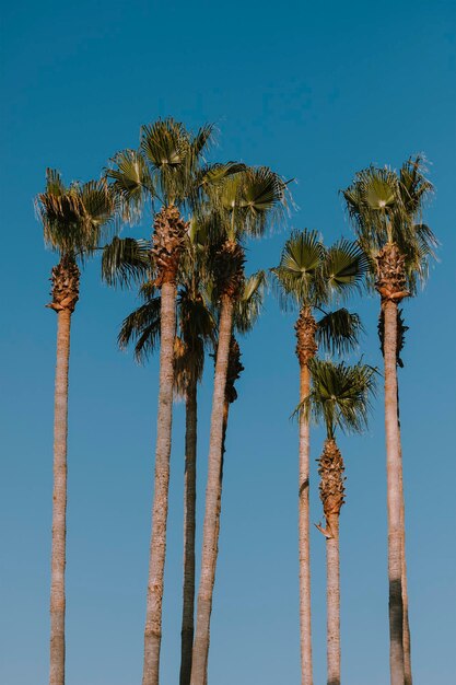 Foto vista a basso angolo delle palme da cocco contro un cielo blu limpido