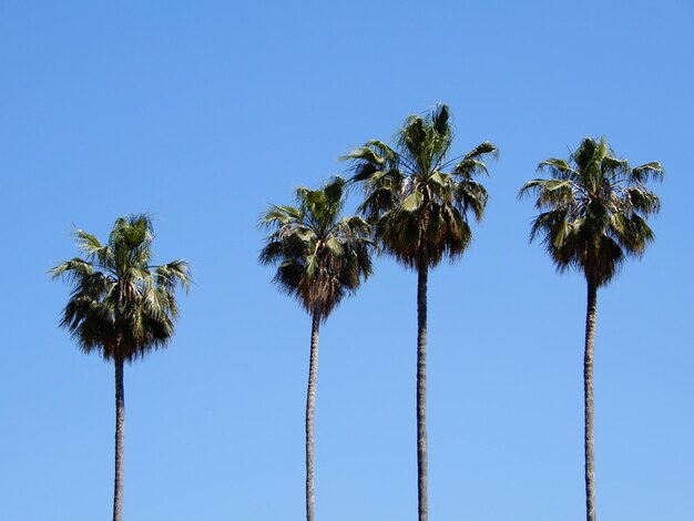 Foto vista a basso angolo delle palme da cocco contro un cielo blu limpido