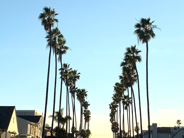 Low angle view of coconut palm trees against clear blue sky