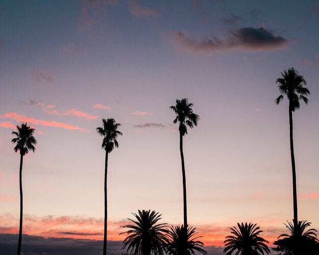 Photo low angle view of coconut palm trees against romantic sky